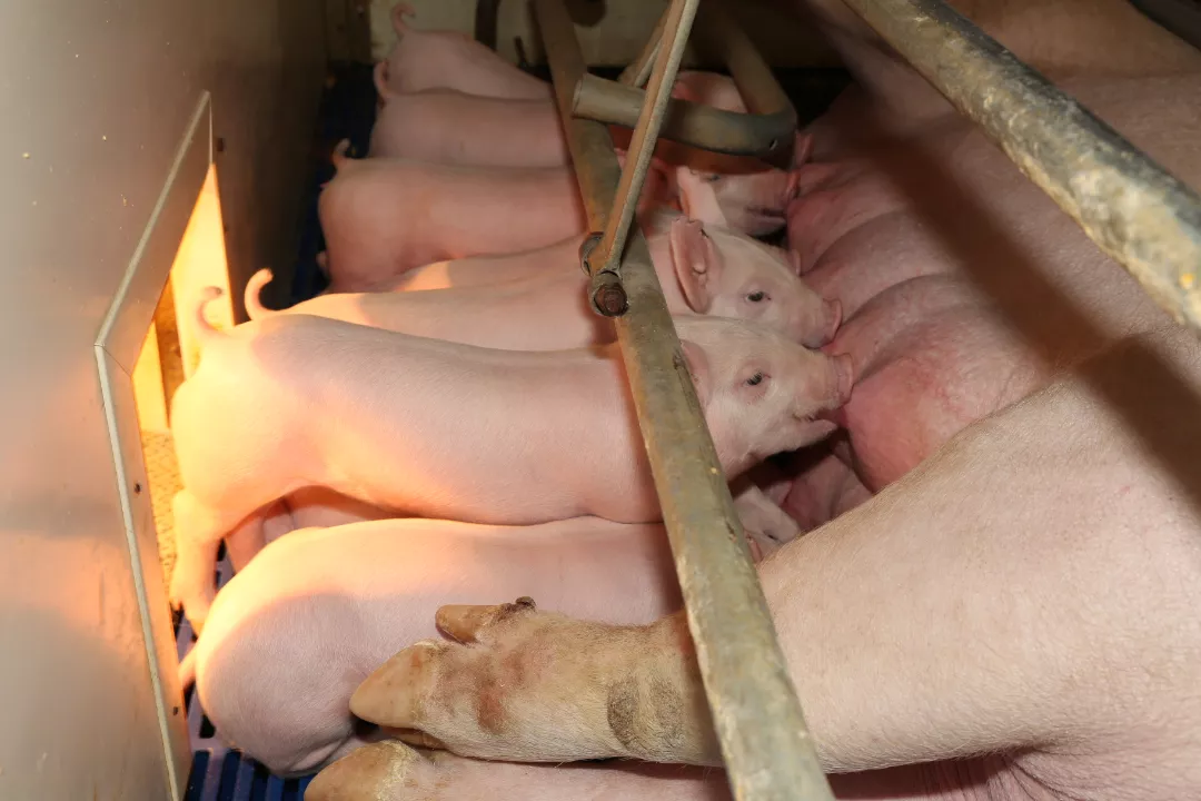 猪是脆弱易感动物，极寒天气下容易产生应激反应、抗病能力减弱，给疫病的发生和传播带来可乘之机。且猪在冬季生长速度迟缓、饲料利用率降低、仔猪死亡率会大大提升，这些都在无形之中提高猪场的成本……