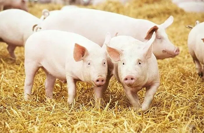 美国、丹麦、法国、德国是怎么养猪的？4种合作社经济各有亮点！