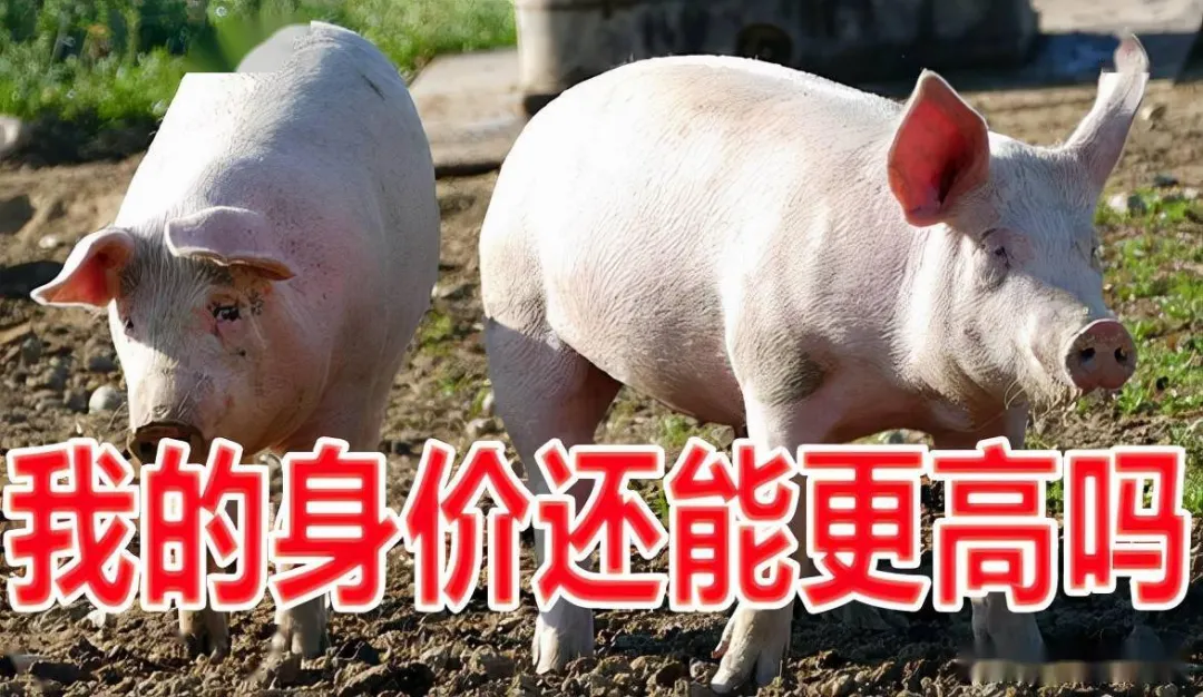猪价相继破10，12月出栏量获将再度增长，市场竞争激烈！