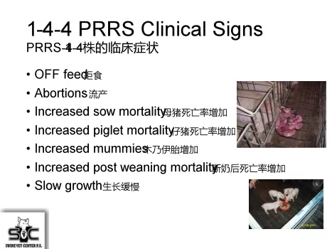 PRRSV新型1-4-4株的流行动态及防控措施