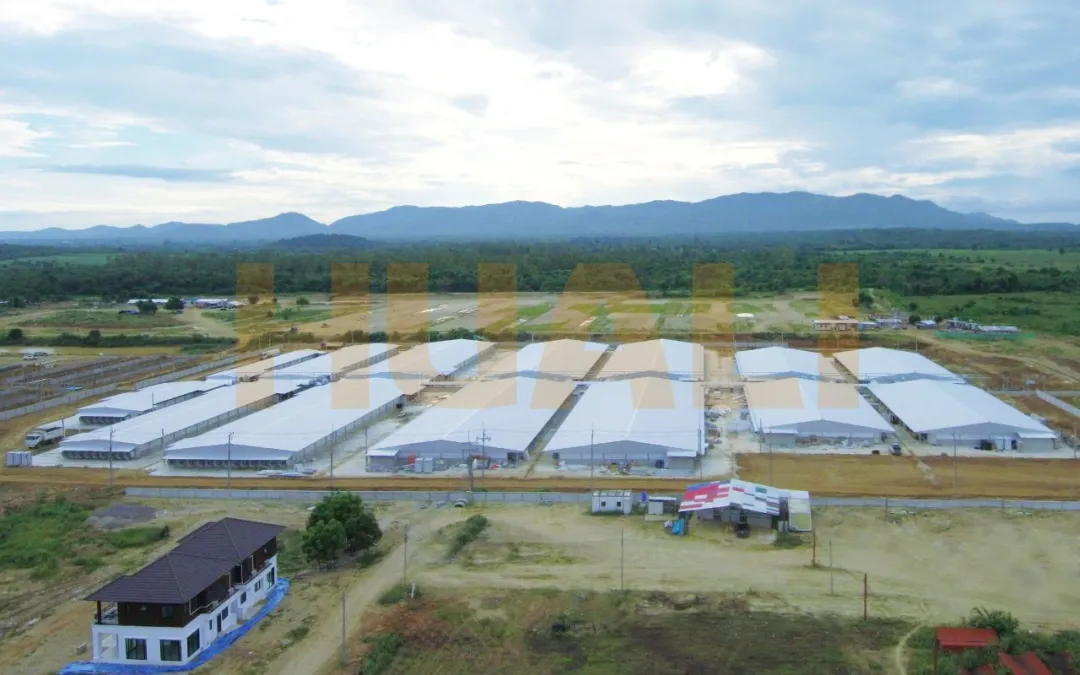 华丽股份在泰国建起了现代猪场，年出栏可达60000头保育猪苗