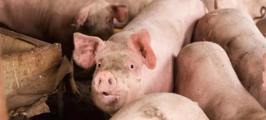 猪价回升，每头猪能赚100-200元！但压栏肥猪或导致春节前猪价大跌