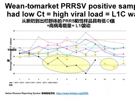 PRRSV新型1-4-4株的流行动态及防控措施