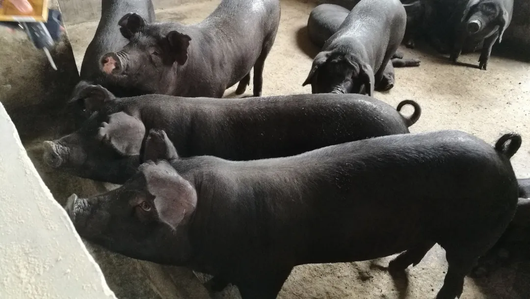 重大突破！国内首个完全利用自有资源培育的优质猪新品种过国审！