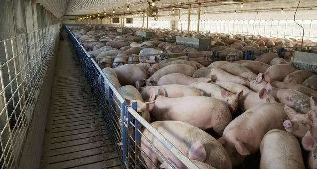 屠宰成香饽饽？牧原、新希望、双汇、天邦，四大养殖巨头纷纷布局，硝烟四起！