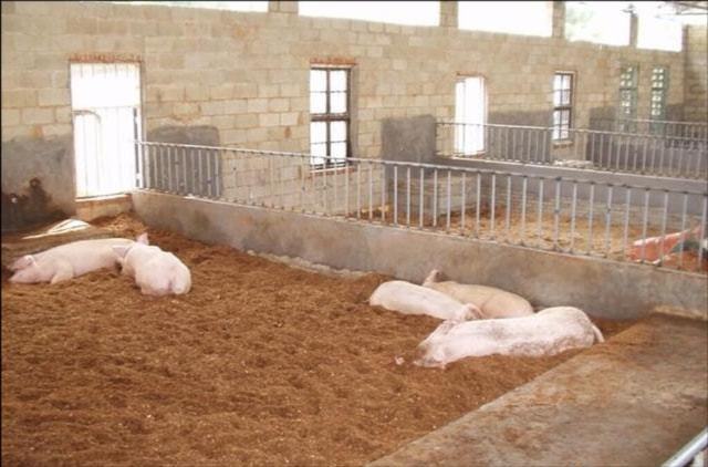 农村小型养猪场，猪舍地面如何选择？3种形式对比，一眼看出好坏！