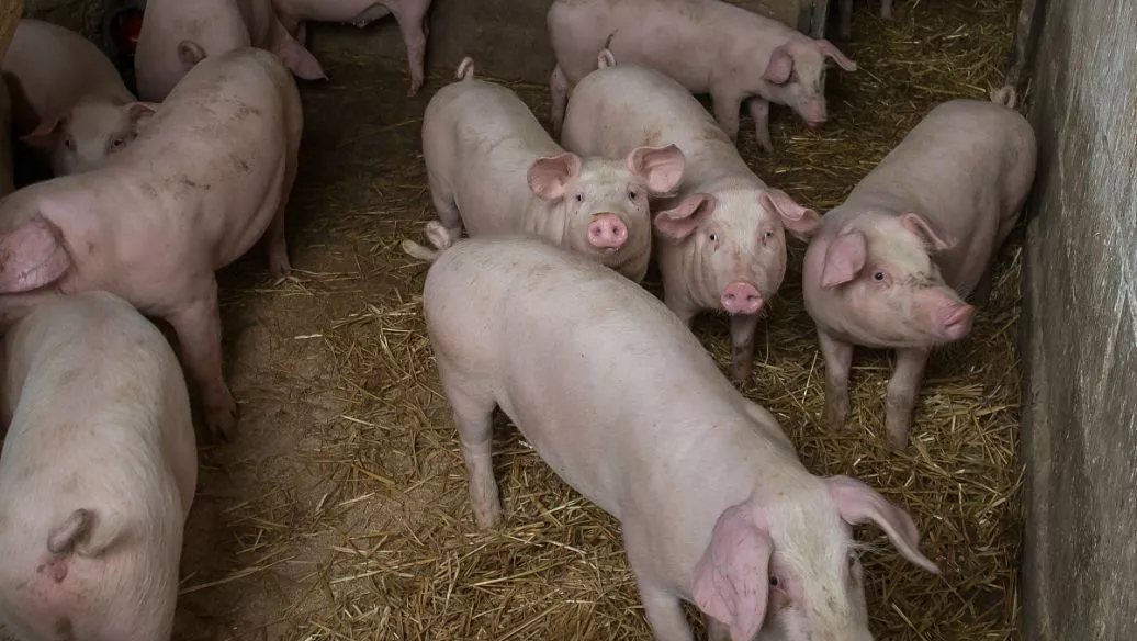 猪价破10后，竞争加剧，全国7大省出猪超2000万！