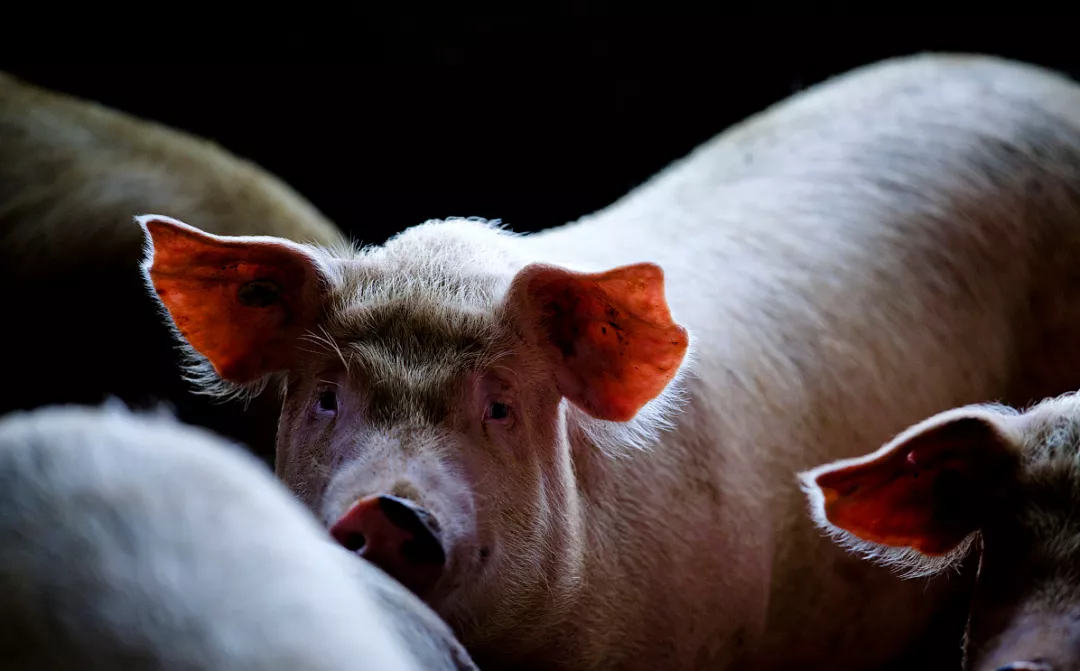 猪价破10后，竞争加剧，全国7大省出猪超2000万！