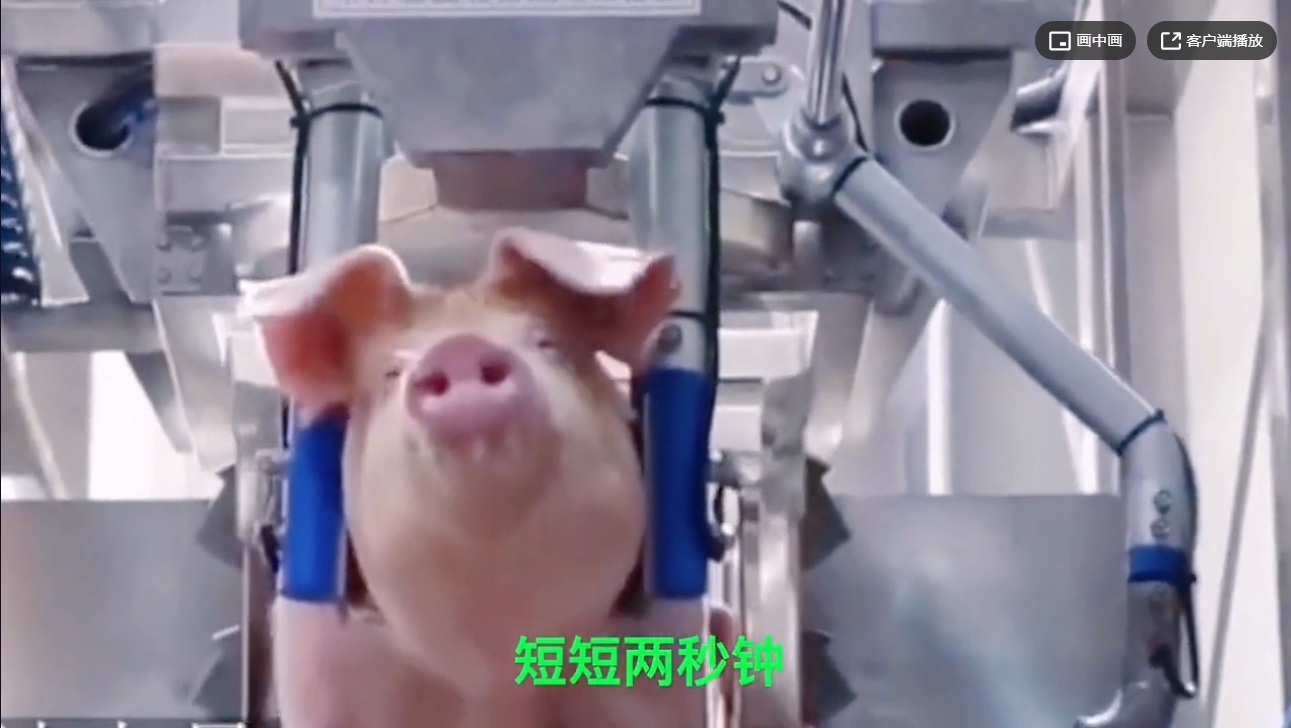 德国养猪：饲养到屠宰全自动化，效率有多高？