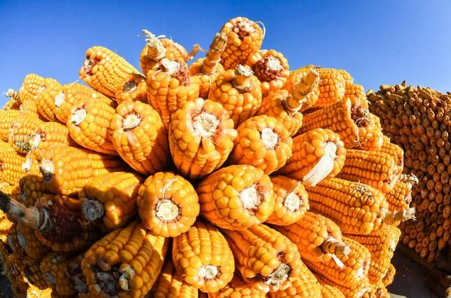 12月份玉米价格能否迎来大涨？