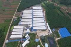我国生猪产业高质量发展路径研究 ——基于生猪全产业链视角的分析