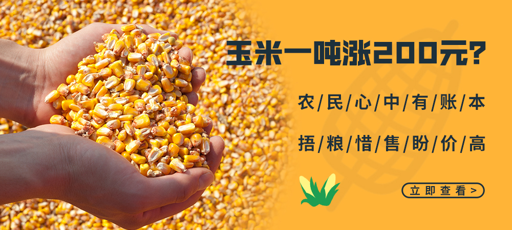 玉米一吨涨200元？农民心中有账本，捂粮惜售盼价高