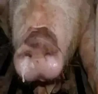 养猪人注意了，这种猪病冬季常发，且人畜共患，注意防范