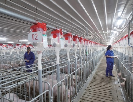 广西桂垦牧业：信息化养猪打磨出“永新源方案”