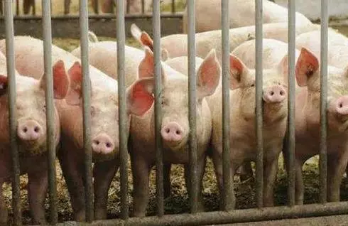 广东生猪供应量持续增加，价格仍面临较大下行压力！前三季度生猪出栏同比增长36.2%