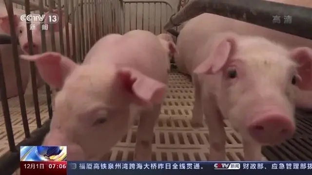农业农村部：生猪生产仍惯性增长！元旦春节期间，生猪总量充足，供应有保障