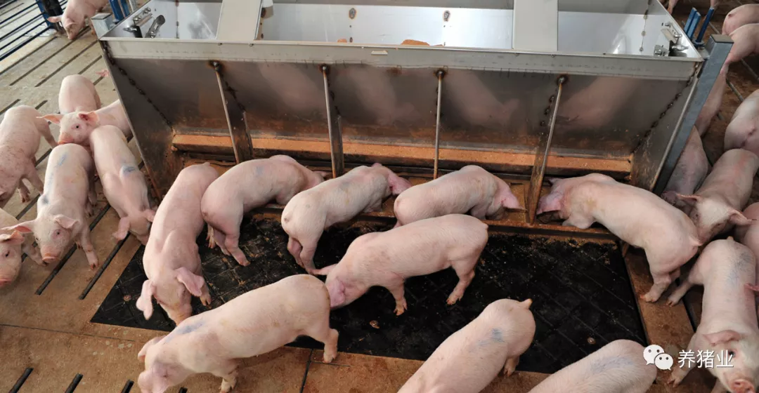 玉米粉碎粒度影响猪只生长？研究结果让人惊讶
