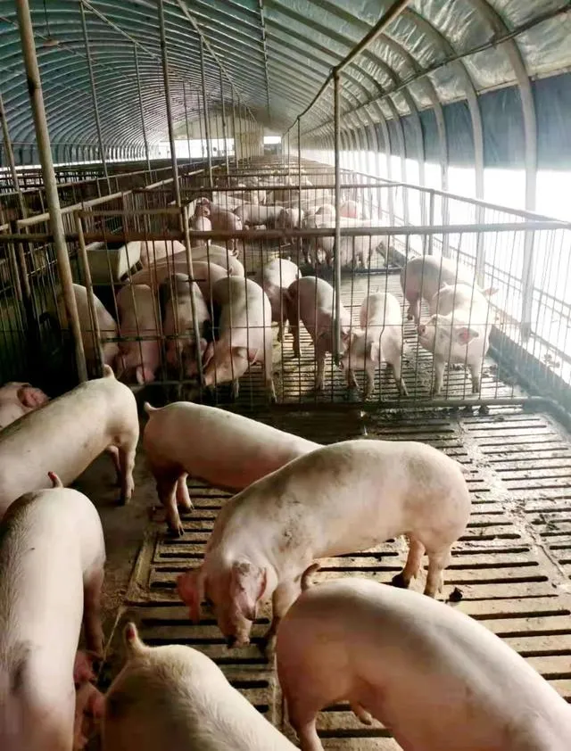 保障肉品“产得出、运得走、供得上”，兰州紧扣“产运供”环节严抓疫情防控