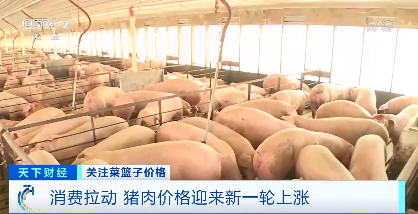 猪肉一斤涨3元，还会继续涨价吗？农业农村部：猪肉价格继续大幅上涨可能性不大