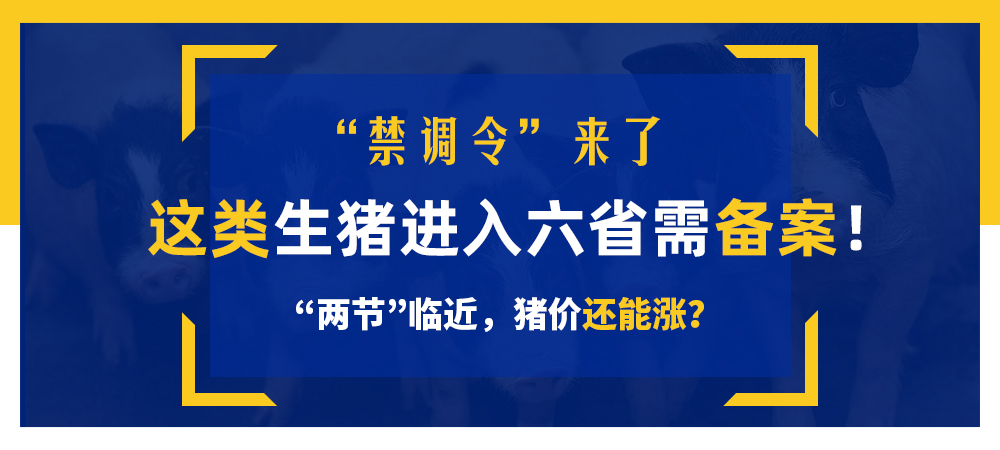 “禁调令”来了，这类生猪进入六省需备案！排骨涨幅超50%！“两节”临近，猪价还能涨？