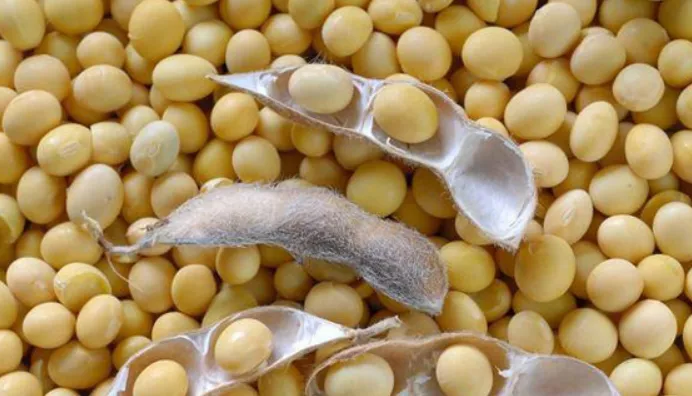 大豆价格冲高，后市或遇风险！坚挺的大豆，还能“挺”多久？
