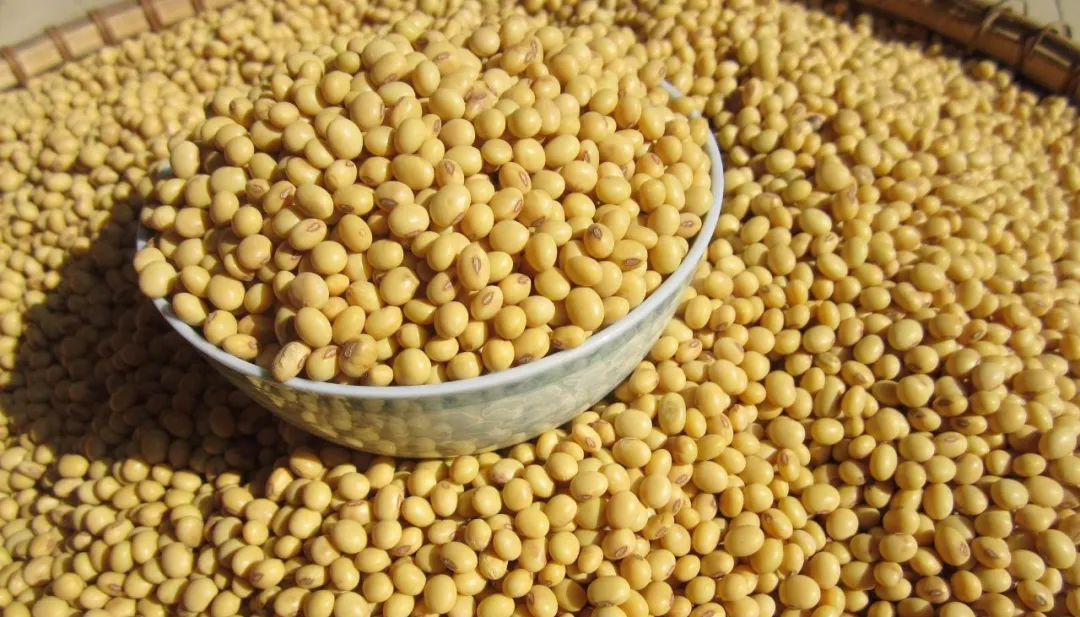 大豆价格冲高，后市或遇风险！坚挺的大豆，还能“挺”多久？