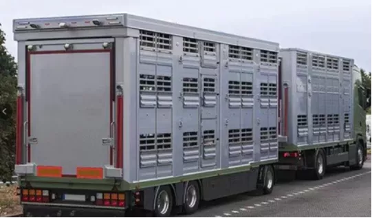 路上的猪——在荷兰活猪是如何运输的？