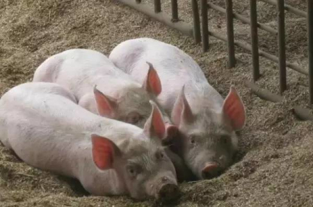 唐人神最新公告：11月生猪销量9.36万头 销售收入同比下降42.6%