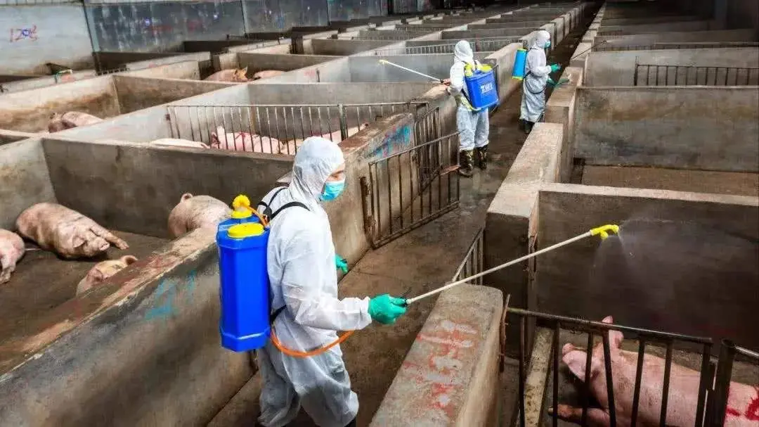亚洲非瘟蔓延！扑杀生猪超23万头是去年3倍！