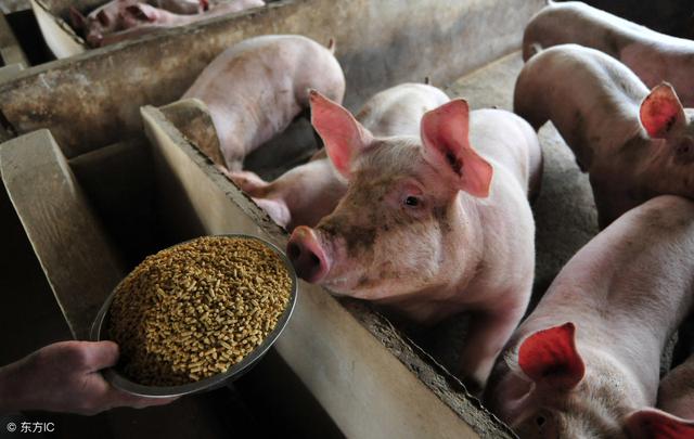 饲料养殖：生猪正处在最后一波产能释放期