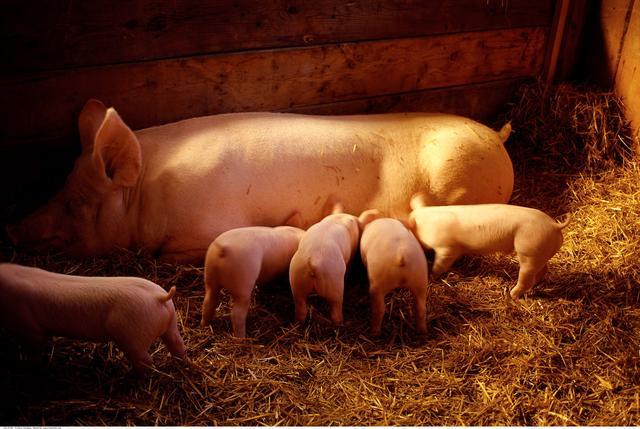 冬季生猪饲养管理的关键技术措施，超全面！
