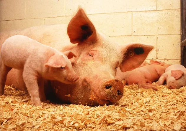 一胎母猪的增重及繁殖情况对其二胎繁殖性能的影响