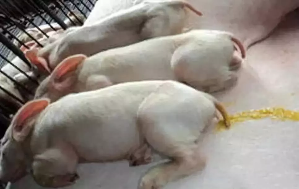 仔猪腹泻问题怎么解决？一文看懂处理方法！