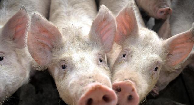 冬季引起猪体温升高的7大常见疾病，治疗猪高烧不退的用药方案！