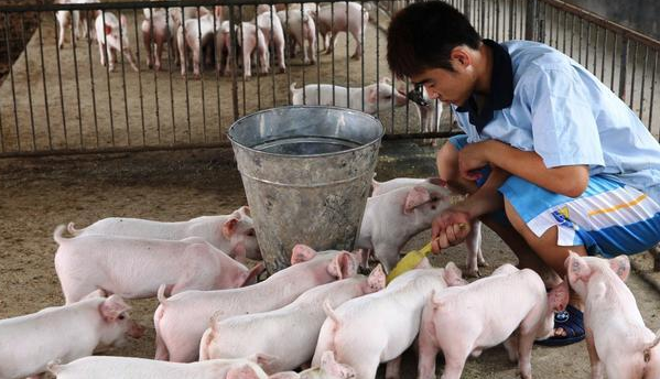 11月猪肉价格由降转涨，上涨12.2%