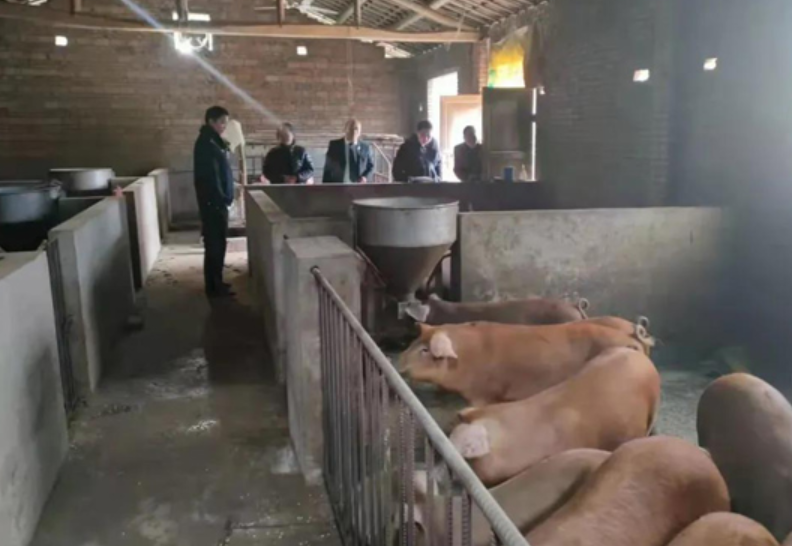 四川泸州查封90头生猪，竟是因为养猪人欠债不还！