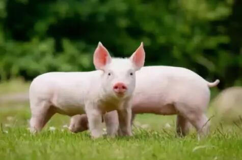 江苏：《关于促进生猪产业持续健康发展的实施意见》政策解读
