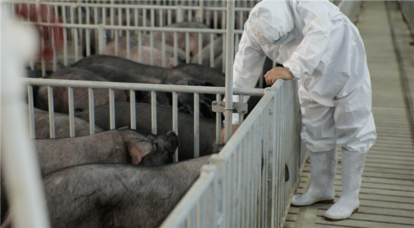 中国农大农产品市场研究中心：淘菜菜猪肉期货模式平抑“猪周期”！