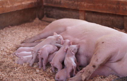 母猪诱导分娩对产活仔数有哪些影响？