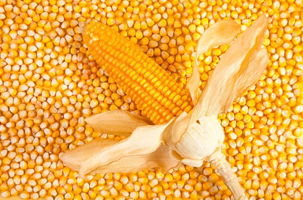 2022年玉米价格还能涨吗？最新预估来了！