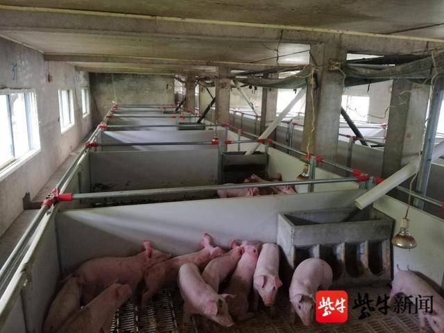 猪肉自给率稳定在70%以上，建立生猪生产逆周期调控机制，江苏七部门联合印发这项实施意见