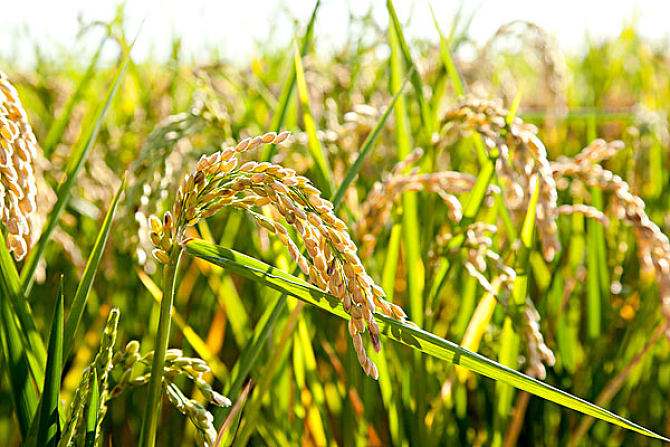 国家统计局：今年东北粮食大丰收！辽宁玉米亩产增200多斤！