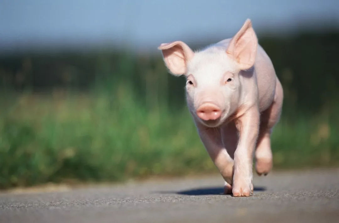 最新成本降至17.6元/公斤，温氏股份“乐观预估”猪价2022年下半年见底！