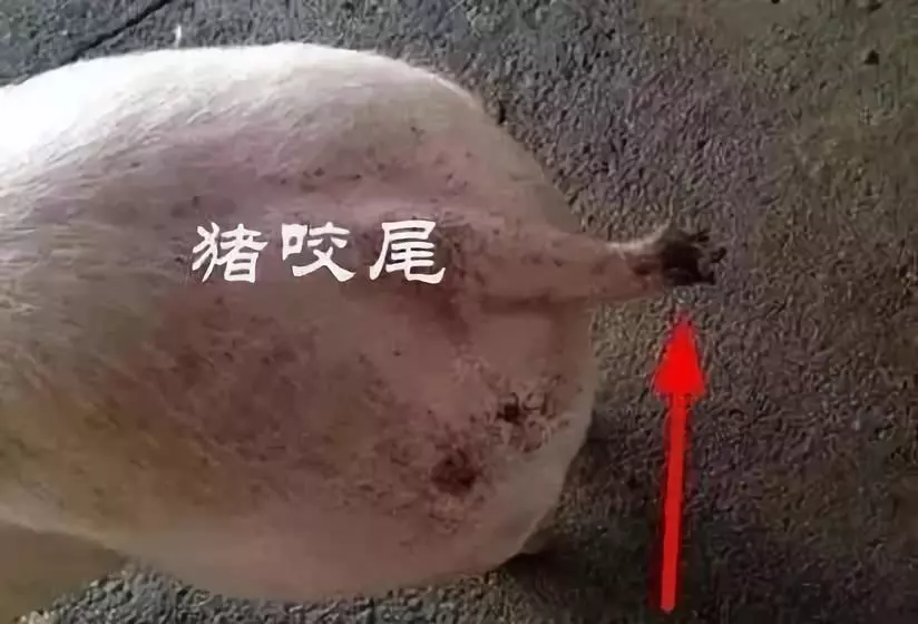 猪咬尾很常见，除了断尾，还有什么方法可以解决？