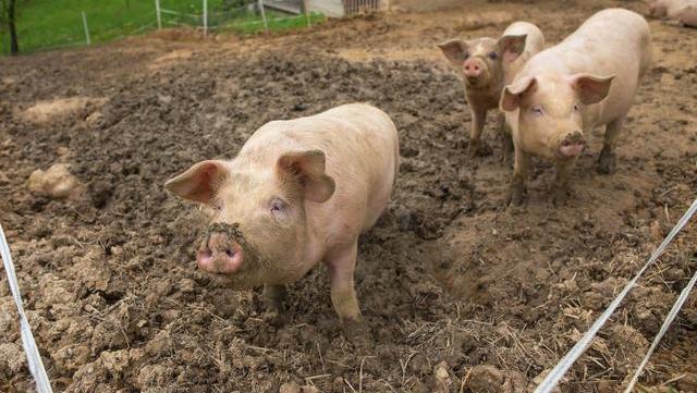 农田被占为养猪场，臭味熏天！官方回复暂不得从事养殖