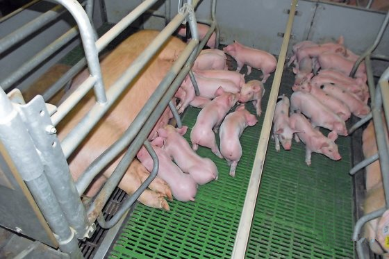 早期热应激对断奶仔猪(3-15kg)温度偏好的影响