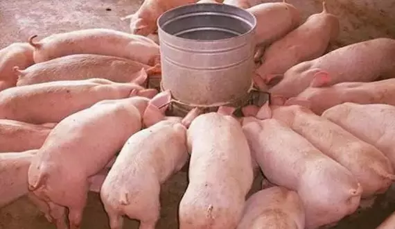 10种常见物质可以用来喂猪，对育肥有帮助！