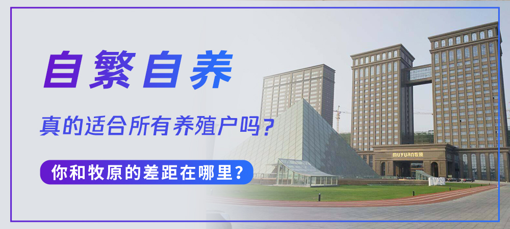 自繁自养真的适合所有养殖户吗？你和牧原的差距在哪里？