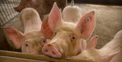 屠企与养殖户相互挤压，猪价大面积飘绿！生猪市场呈现严重“内卷”态势！