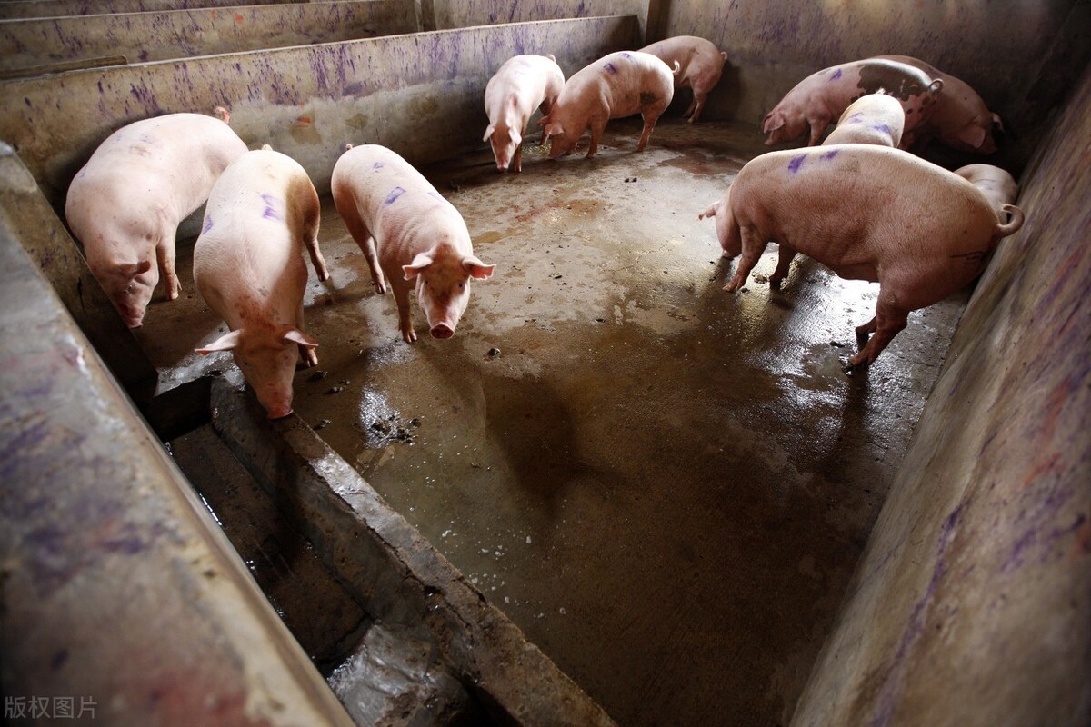 12月15日猪价全面反弹，市场缺猪被实锤？春节猪肉自由还有戏吗